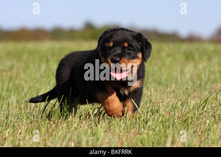 Rottweiler Welpe / Rottweiler puppy Stock Photo