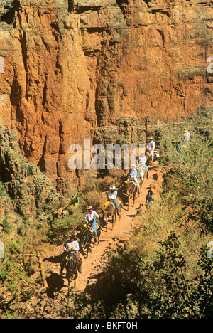 Mule riders on Bright Angel Trail below South Rim of the Grand Canyon National Park, Arizona, USA Stock Photo