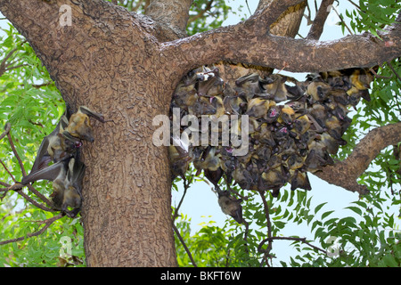 A colony of African straw-colored fruit bats (Eidolon helvum) in a tree, Cameroon Stock Photo