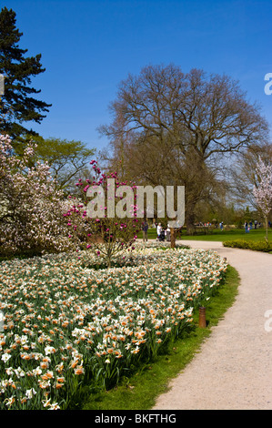 blooming daffodils