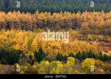 Rows of deciduous and coniferous trees in autumn colours, Brecon Beacons National Park, Powys, Wales, UK. Autumn (October) 2009 Stock Photo