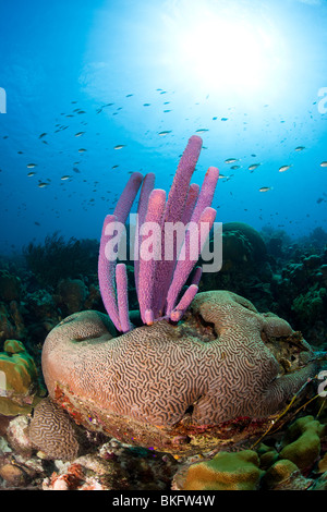 Brown Chromis (Chromis multilineata) swimming over Stove-pipe Sponge (Aplysina archeri) growing out of a brain coral Stock Photo