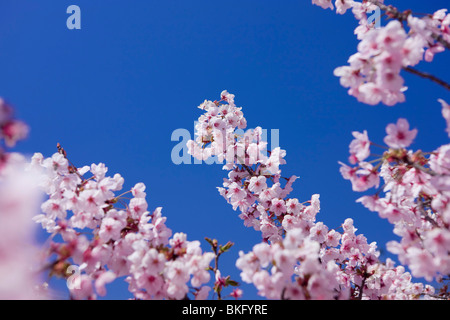 Cherry blossoms full-bloomed Stock Photo