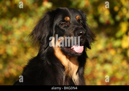 Dog Hovawart portrait black and tan adult in nature face attentive face ...