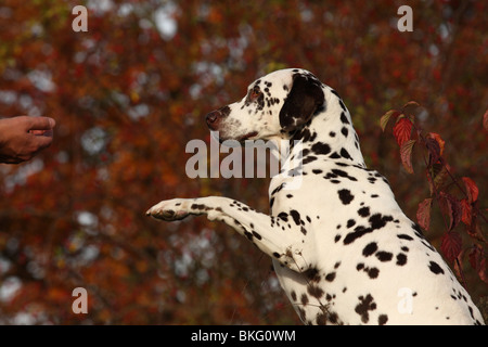 Dalmatiner / Dalmatian Stock Photo