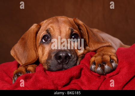 junger Rhodesian Ridgeback / young Rhodesian Ridgeback Stock Photo