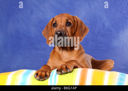 junger Rhodesian Ridgeback / young Rhodesian Ridgeback Stock Photo