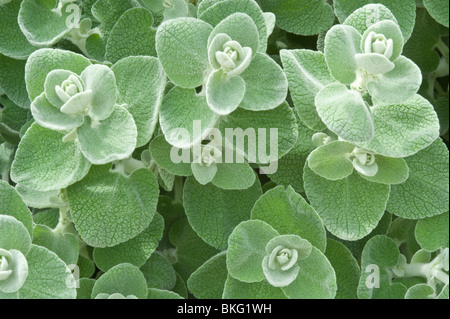 False dittany (Ballota pseudodictamnus) decorative foliage plant Stock Photo