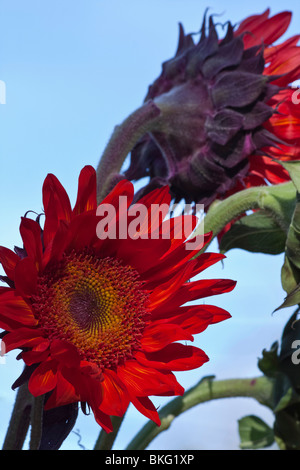 Red Sunflowers on blue sky pictures images photos close up from below low angle very high resolution vertical format in USA US hi-res Stock Photo
