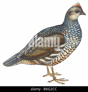 Scaled quail Stock Photo