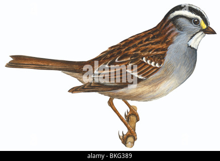 White-Throated sparrow Stock Photo