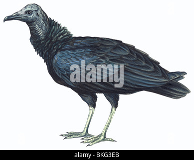Black vulture Stock Photo