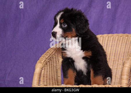 Großer Schweizer Sennenhund Welpe / Great Swiss Mountain Dog Puppy Stock Photo