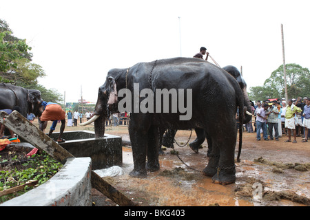 mahouts washing elephants at thrissur,kerala Stock Photo