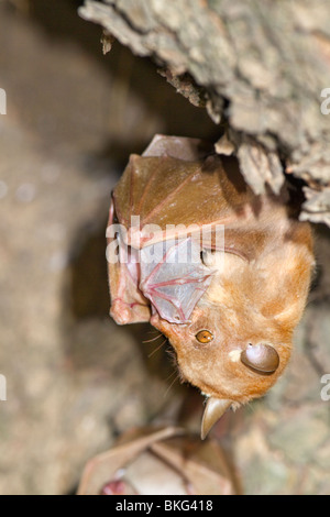 Female Peter's dwarf epauletted fruit bat (Micropteropus pussilus) grooming the newborn baby, Caneroon Stock Photo