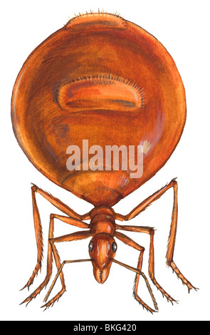 Honey ant Stock Photo