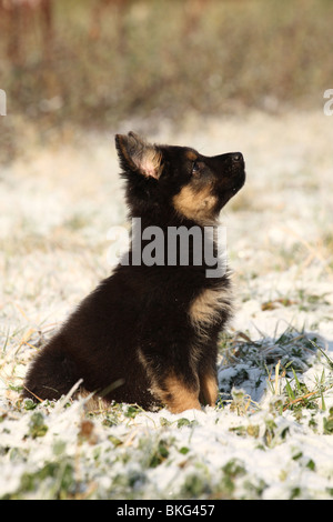 Chodsky Pes Welpe / Chodsky Pes Puppy Stock Photo