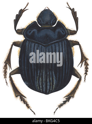 Scarab beetle Stock Photo