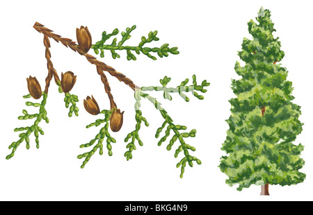 Cedar, Tree of Life (Thuja occidentalis) bark, occurrence in North ...