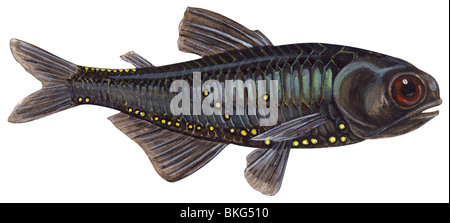 Metallic lanternfish Stock Photo