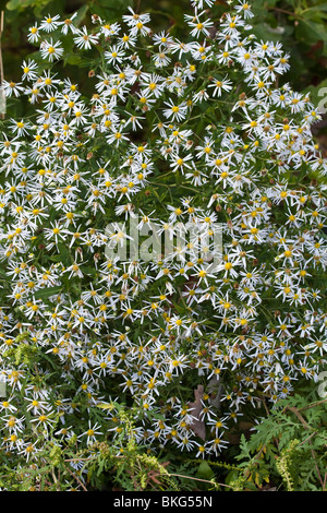 White Panicled Aster wild flowers nobody front view full background close up closeup nobody none a image photos vertical hi-res Stock Photo