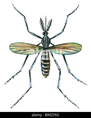 Yellowfever mosquito Stock Photo