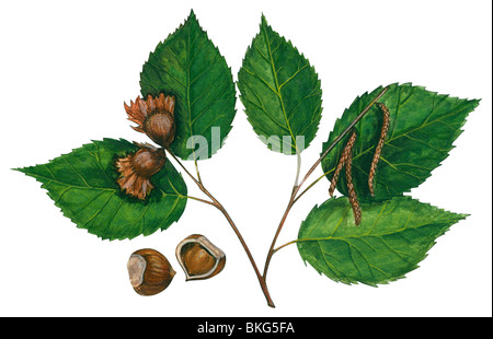 American Hazelnut Stock Photo