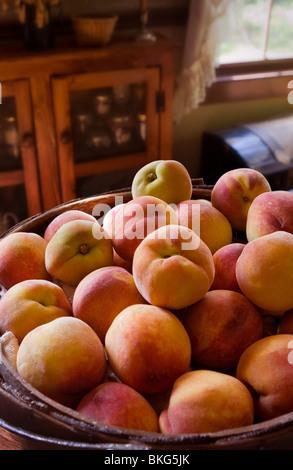 The basket overflows with peaches fresh from the harvest. Stock Photo