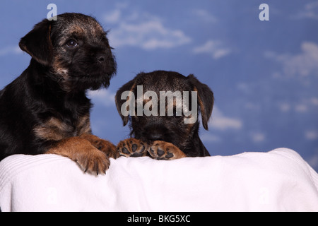 Border Terrier Welpen / Border Terrier Puppies Stock Photo