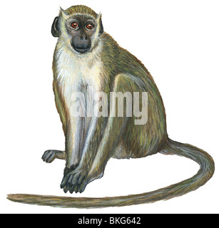 Green monkey Stock Photo