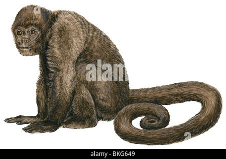 Woolly monkey Stock Photo