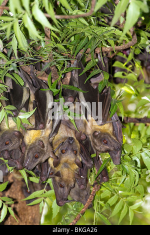 A colony of African straw-colored fruit bats (Eidolon helvum) in a tree, Cameroon Stock Photo