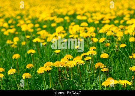 Green meadow with blossoming Common Dandelion (Taraxacum officinale) in spring Stock Photo