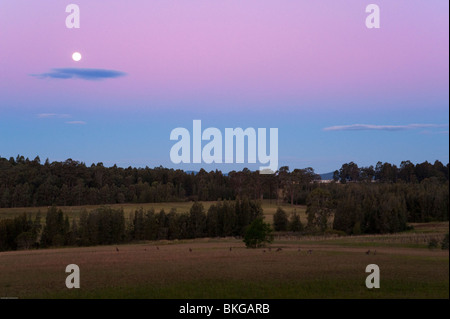 Kangaroos in the sunset, Hunter Valley, New South Wales, Australia. Stock Photo