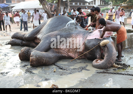 mahouts washing an elephant at thrissur,kerala Stock Photo