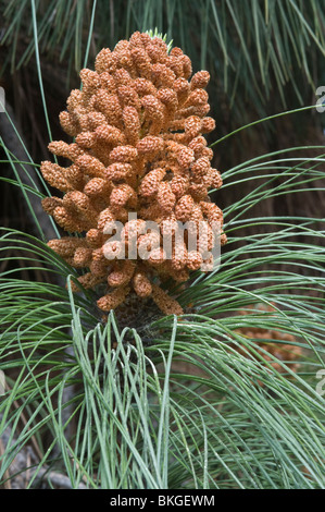 Canary Island pine (Pinus canariensis) male flowers Mediterranean garden Stock Photo