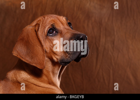 junger Rhodesian Ridgeback / young Rhodesian Ridgeback Stock Photo