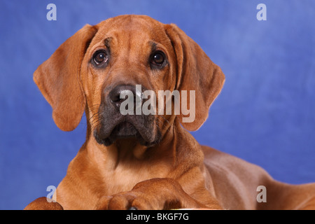 junger Rhodesian Ridgeback / young Rhodesian Ridgeback Stock Photo