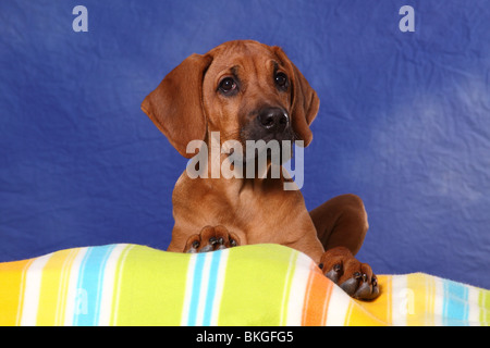 junger Rhodesian Ridgeback / young Rhodesian Ridgeback Stock Photo