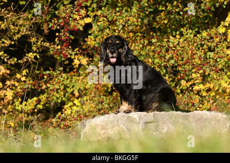Cocker Spaniel Stock Photo