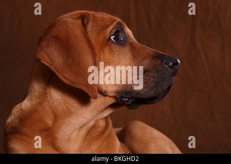 junger Rhodesian Ridgeback / young Rhodesian Ridgeback Stock Photo