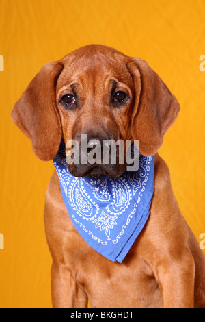 junger Rhodesian Ridgeback / young Rhodesian Ridgeback Stock Photo