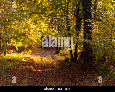 A track through deciduous woodland in autumn leading to a gate Stock Photo