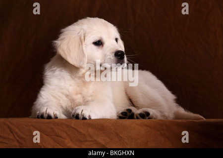 Golden Retriever Welpe / Golden Retriever Puppy Stock Photo