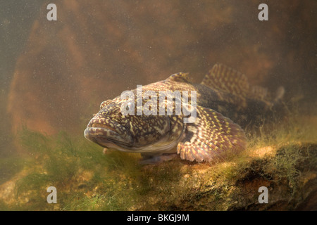 photo of a bighead goby on the lookout on a rock at the bottom Stock Photo