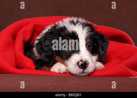 Großer Schweizer Sennenhund Welpe / Great Swiss Mountain Dog Puppy Stock Photo