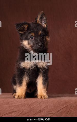Chodsky Pes Welpe / Chodsky Pes Puppy Stock Photo