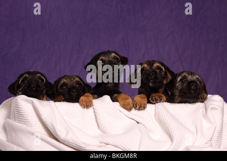 Border Terrier Welpen / Border Terrier Puppies Stock Photo