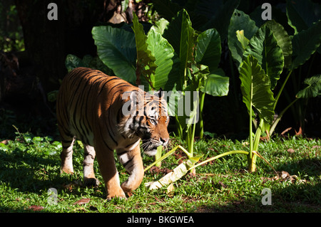 Captive Malayan tiger (Panthera tigris malayensis) Stock Photo