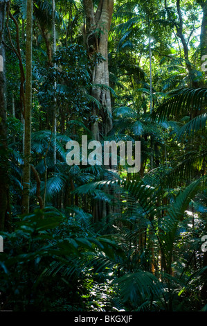 Tamborine National Park, Queensland, Australia. Stock Photo